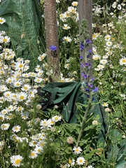 Echium vulgare