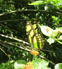 Philaethria dido