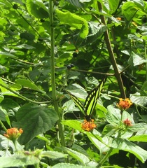 Philaethria dido
