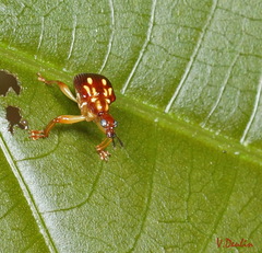 Hamiltonius trinotatus