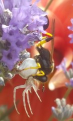 Sceliphron destillatorium