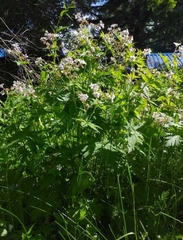Geranium krylovii