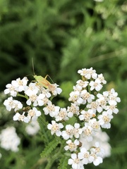 Closterotomus