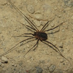 Protolophus singularis