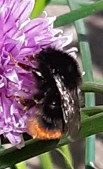 Bombus lapidarius