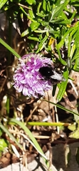 Bombus lapidarius