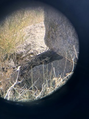 Sceloporus uniformis
