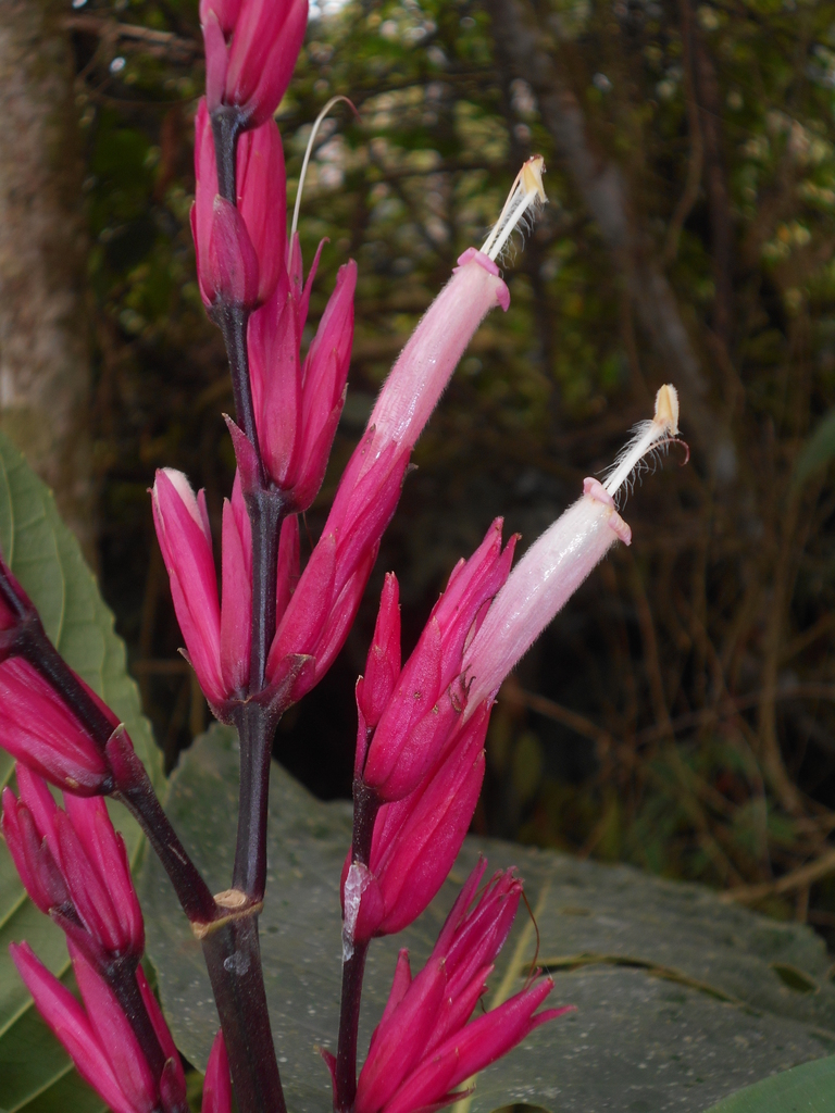 Sanchezia punicea