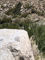 Sceloporus uniformis