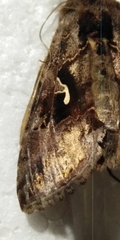 Autographa mandarina