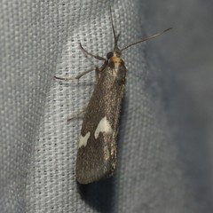 Cisthene liberomacula