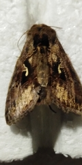 Autographa mandarina