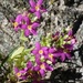 Canchalagua Centaury - Photo (c) Don Rideout, some rights reserved (CC BY-NC), uploaded by Don Rideout