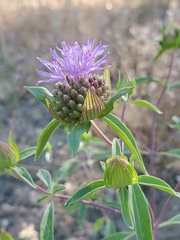 Monardella breweri lanceolata