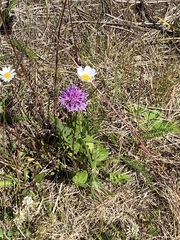Centaurea scabiosa