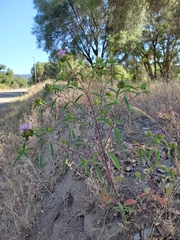 Monardella breweri lanceolata