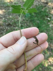 Endodeca serpentaria