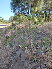 Monardella breweri lanceolata