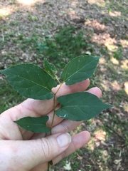 Endodeca serpentaria