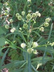 Verbesina walteri