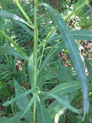 Verbesina walteri