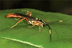 Cratichneumon w-album