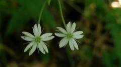Stellaria vestita