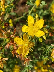 Hypericum perforatum perforatum