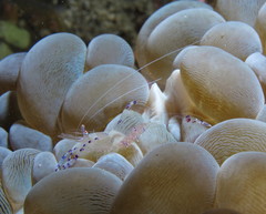 Ancylomenes sarasvati