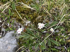 Androsace chamaejasme