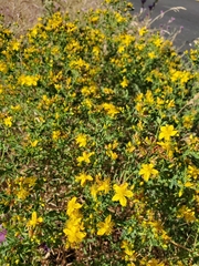 Hypericum perforatum perforatum