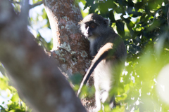 Cercopithecus mitis erythrarchus