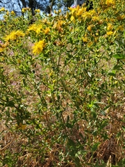 Hypericum perforatum perforatum