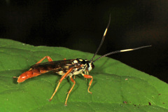 Cratichneumon w-album