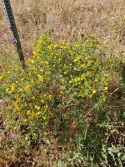 Hypericum perforatum perforatum