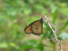 Danaus chrysippus dorippus