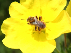 Epeoloides coecutiens