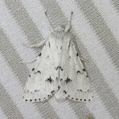 Acronicta vulpina