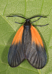 Pyromorpha dimidiata