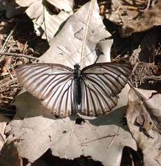 Aldania raddei