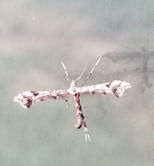 Amblyptilia pica