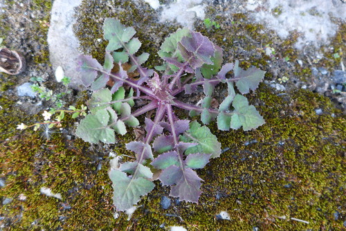Sonchus oleraceus