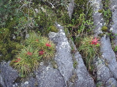 Fascicularia bicolor