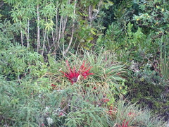 Fascicularia bicolor