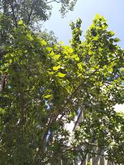 Populus