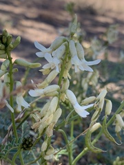Astragalus curvicarpus