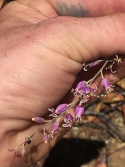 Streptanthus glandulosus glandulosus