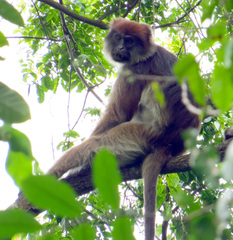 Piliocolobus tephrosceles