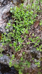 Thymus serpyllum tanaensis