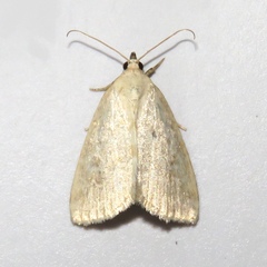 Protodeltote albidula